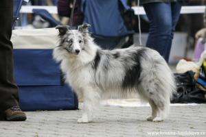 Debi ze Zlaté hvězdy