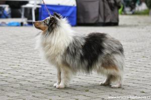 CARLO ze Zlaté hvězdy