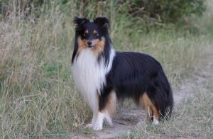 BARNEY THE ONLY BOY z Lomu ve skále