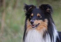 BARNEY THE ONLY BOY z Lomu ve skále