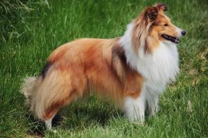 OLD SUREHAND Chancy Remus