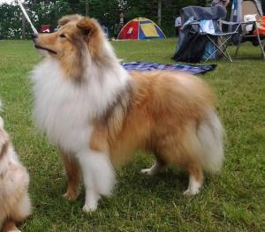 Candy Chřibské polesí