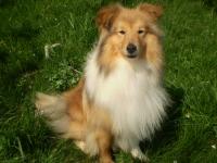 Candy Chřibské polesí