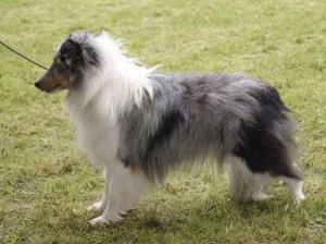 Barbara ze Zlaté hvězdy