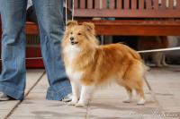 ARWEN Bonsai She-Kra