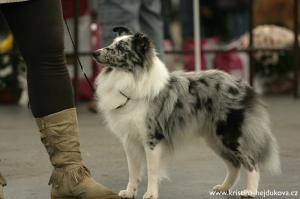 Harry Potter Koryfej