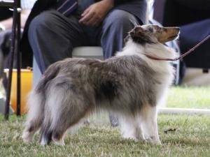 ULLA ze Zlaté hvězdy