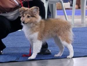 AJANA Ballantine z Troje