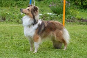 ASKIA z Lužeradských polí