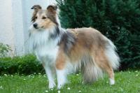 ASKIA z Lužeradských polí