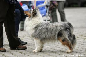 Z-Michelle ze Zlaté hvězdy