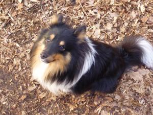 ALVIN Damida Bohemia