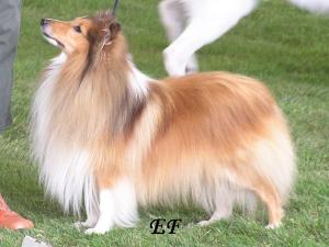 Moorwood Orange Craftsman