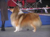 Moorwood Orange Craftsman