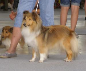 Daisy z Otvovické skály