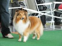 Daisy z Otvovické skály