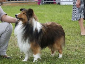 Shellowe Man After Midnight