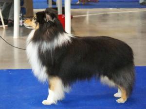 Starbelle TOUGH ENOUGH