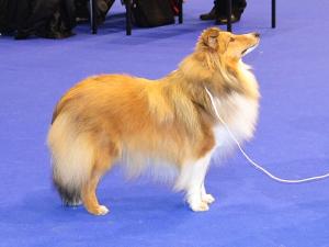 Lovesome KISS FROM A ROSE