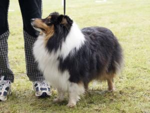 J-IVONNY ze Zlaté hvězdy