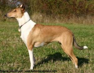 Egret Krásná Louka