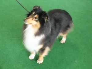 Unita Black Moravia Classic