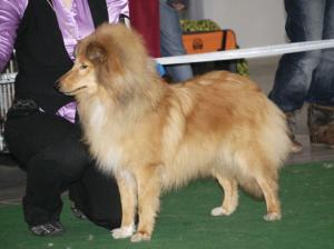 Kotomin’s That Dreamstone