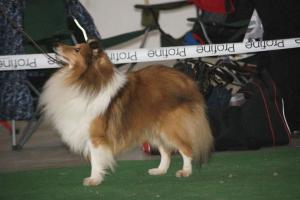 Mellsjohogda’s Copper Zurprize