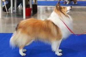 Valerina Ross Durango