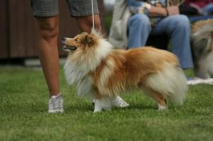 CHARLY Manepo Ideál