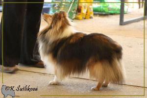 Prima Gloria z Kojca Coli