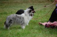 LAURA ze Zlaté hvězdy