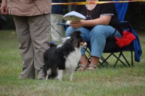 THE TALISMAN ze Shetlandů