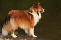 ALISHA z Lomu ve Skále