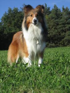 ALISHA z Lomu ve Skále