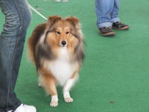 HAPPY DAY Manepo Ideál