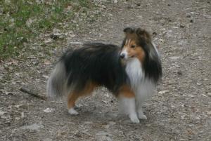 ASHLEY z Lomu ve Skále