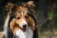 ASHLEY z Lomu ve Skále