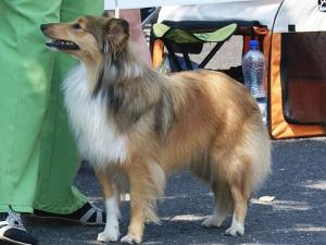 CECILKA Malý pasáček