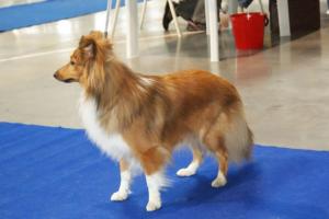 JESSIE z Vrchovinské stráně