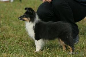 ANTHEA Královský dar