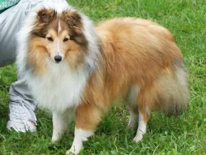 CORÁLEK GOLD Beryllova krev