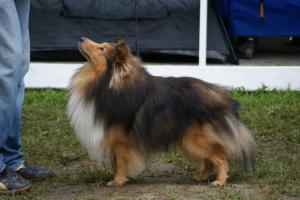 PLATERO z Kojca Coli