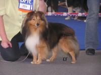 PLATERO z Kojca Coli