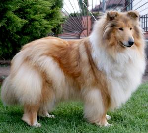 Feebee z Jasmínových hor