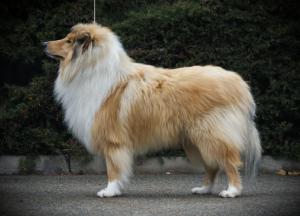 Arpád Gold Vorašif