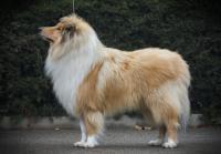 Arpád Gold Vorašif