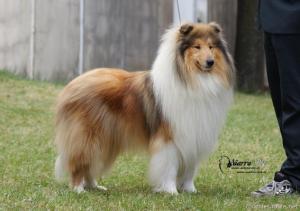 Poker Face vom Old Tom