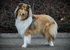 GIULIA  D´OR Lago Benea