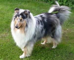 Vanilla Heat Modrý Iris